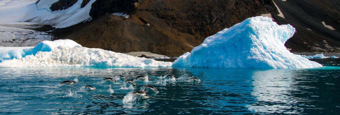 Adelie Penguins off the coast of Brown Bluff Adelie Penguins off the coast of Brown Bluff