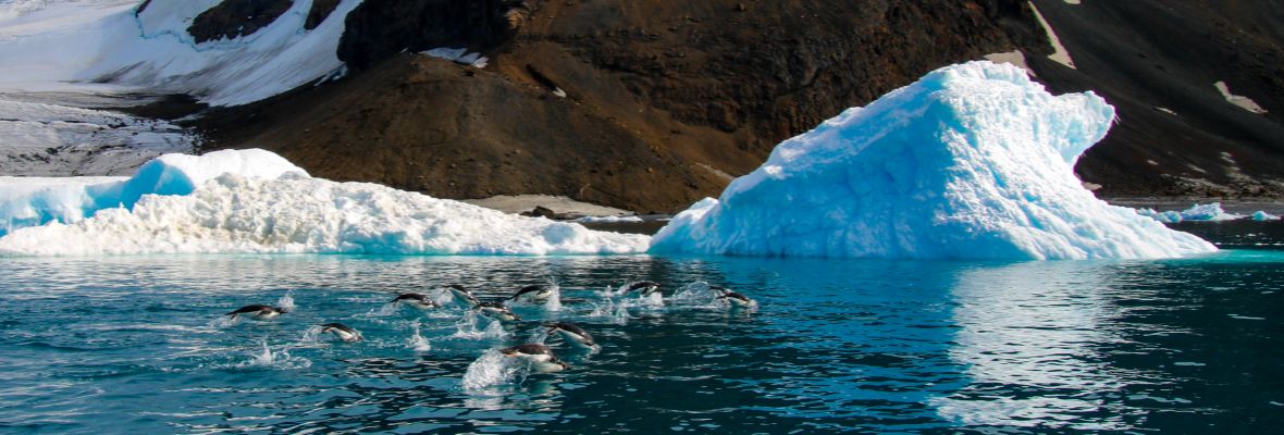 Adelie Penguins off the coast of Brown Bluff