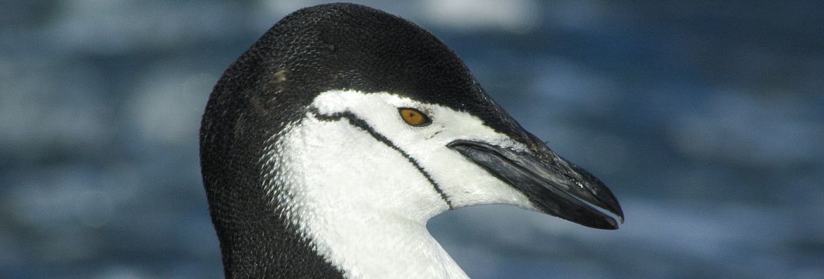 Chinstrap Penguin