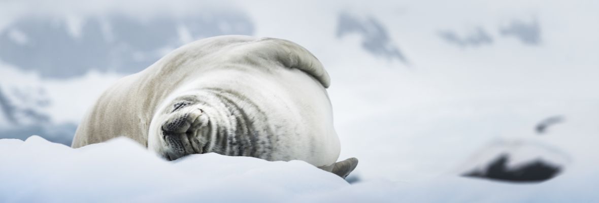 A crabeater seal snoozes on an iceberg