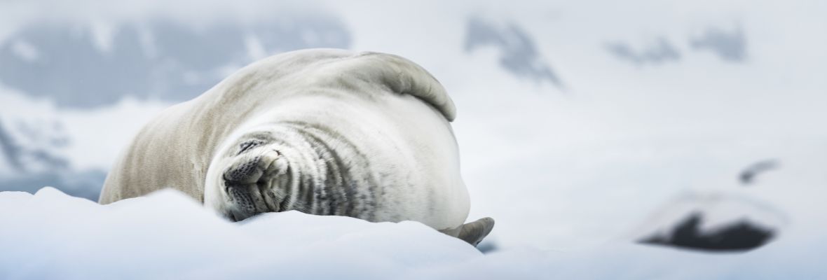 A crabeater seal snoozes on an iceberg A crabeater seal snoozes on an iceberg
