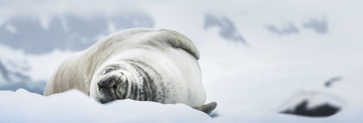 A snoozing crabeater seal