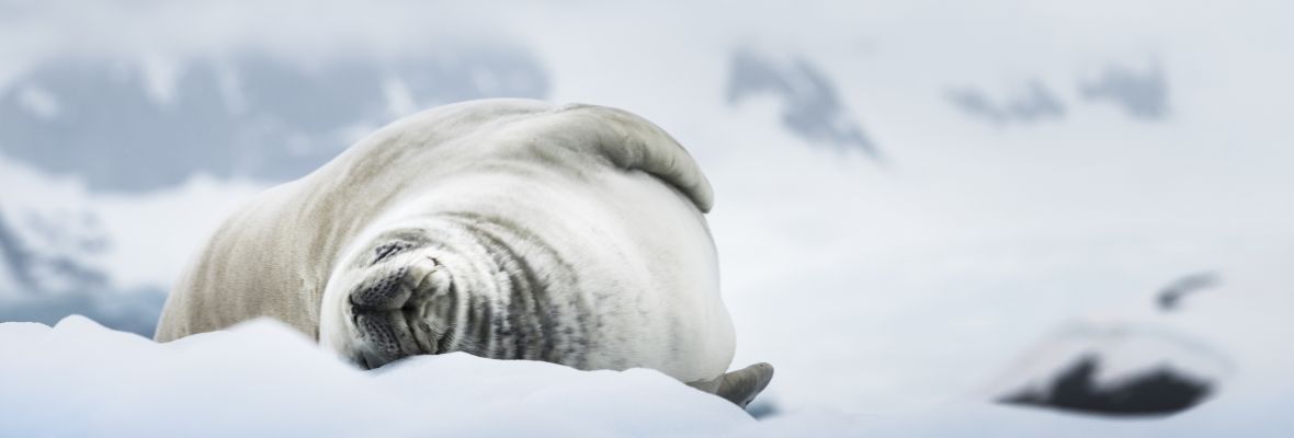 A snoozing crabeater seal A snoozing crabeater seal
