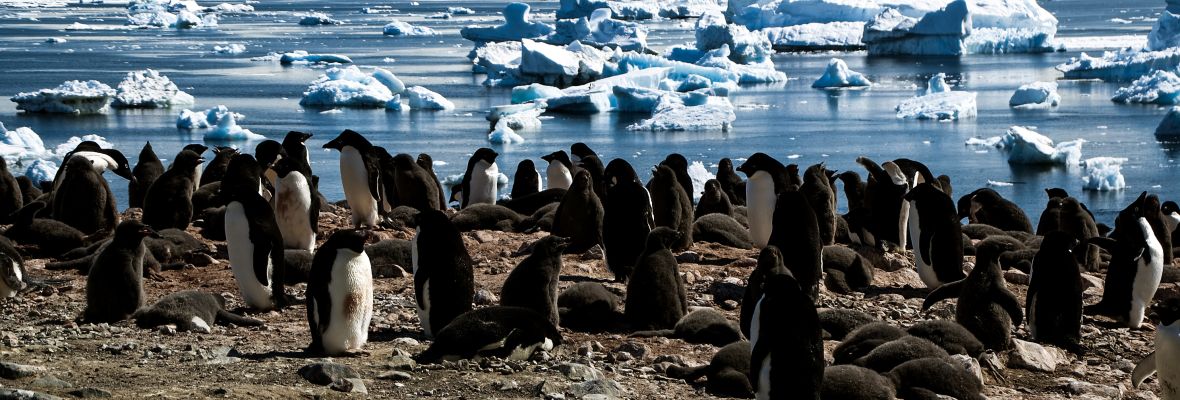 Adelie Penguin chicks await a meal from their parents