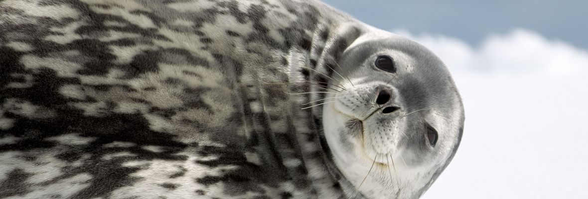 A weddell seal inspects a photographer