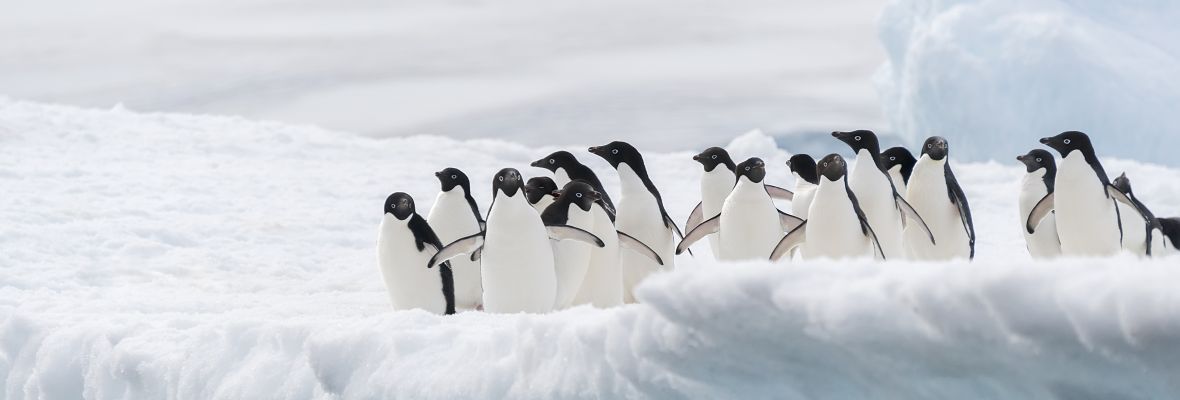 Adelie penguins Adelie penguins