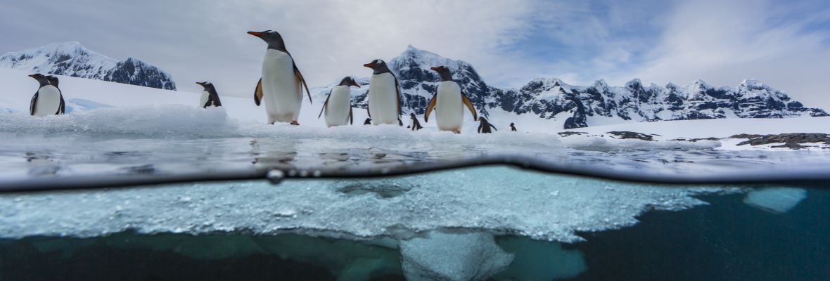 Seal's-eye view of Gentoo Penguins