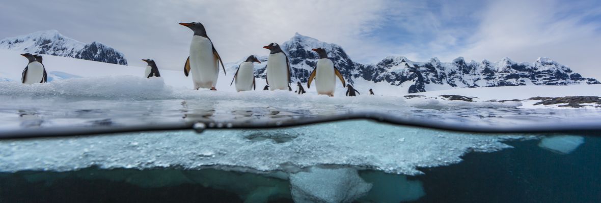 Seal's-eye view of Gentoo Penguins Seal's-eye view of Gentoo Penguins