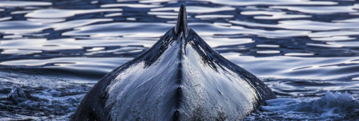 Humpback whale Humpback whale