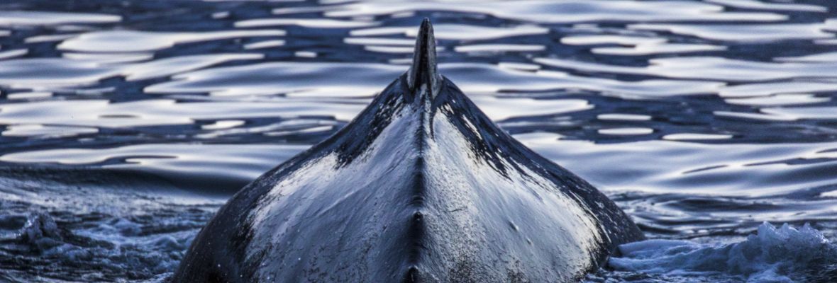 A humpback whale dives A humpback whale dives
