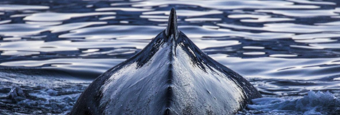 A humpback whale dives 