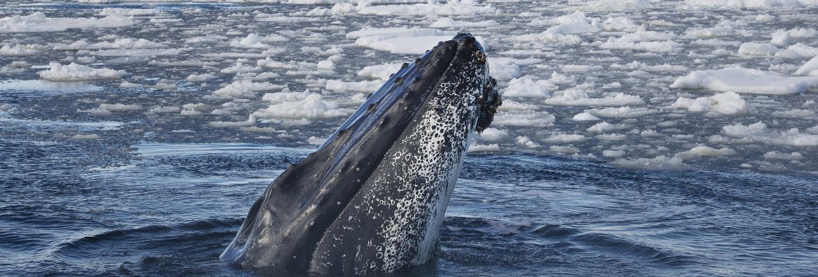A humpback whale peers at a Zodiac