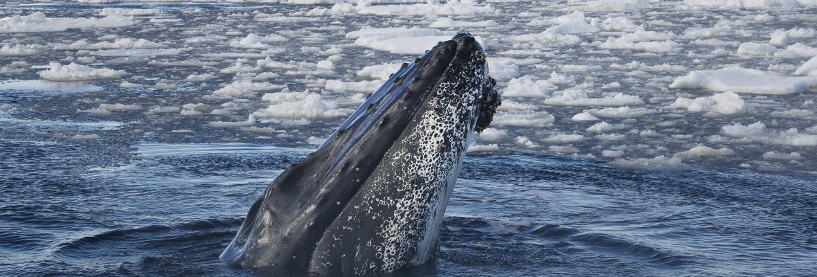 A humpback whale peers at a Zodiac A humpback whale peers at a Zodiac