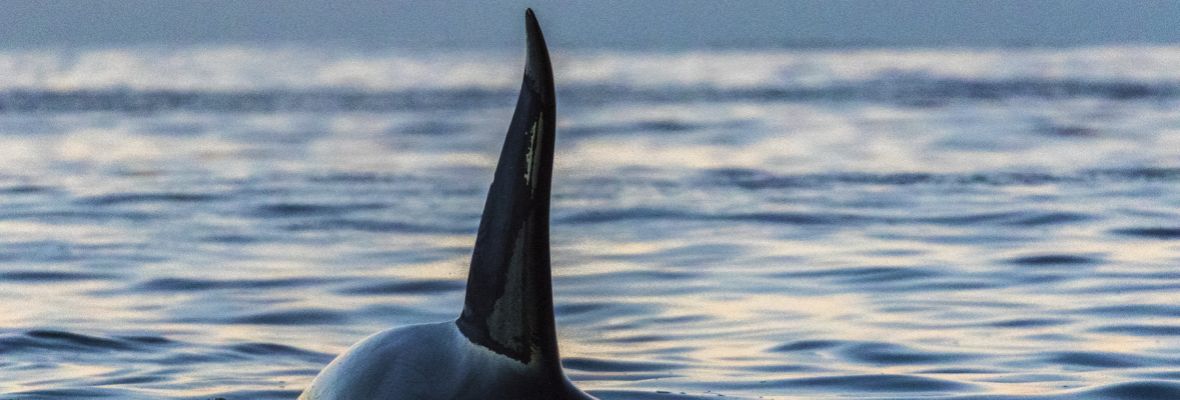 An orca surfaces at sunrise