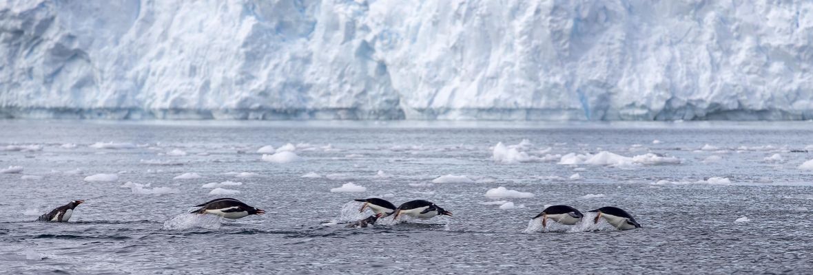 Full speed penguins! Full speed penguins!