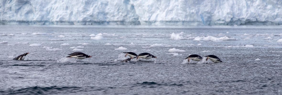 Gentoo Penguins leaping in Paradise Bay