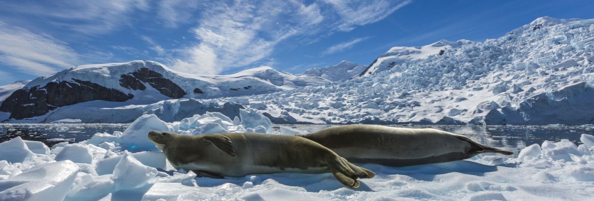 Crabeater seals bathing in the sunshine Crabeater seals bathing in the sunshine