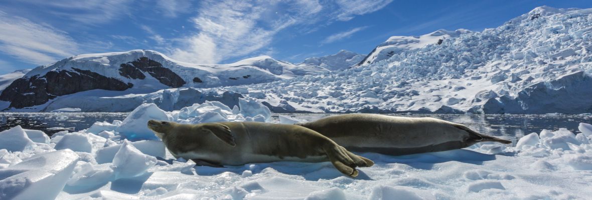 Crabeater seals bask in the Antarctic sunshine
