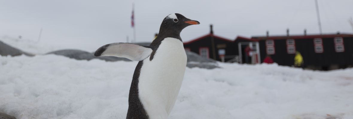 A Gentoo Penguin takes a stroll at a research station