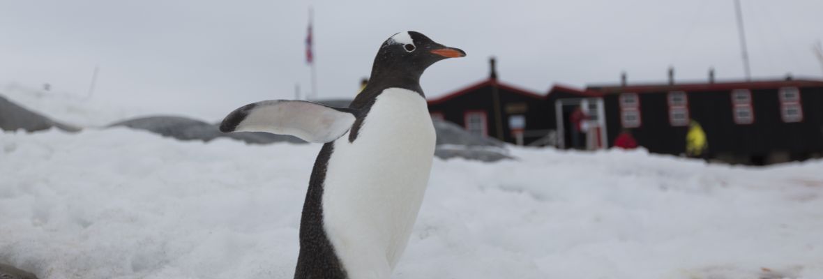 A Gentoo Penguin takes a stroll at a research station A Gentoo Penguin takes a stroll at a research station