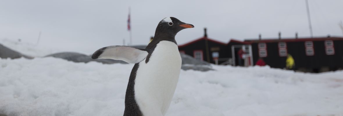 A Gentoo Penguin takes a stroll at a research station A Gentoo Penguin takes a stroll at a research station