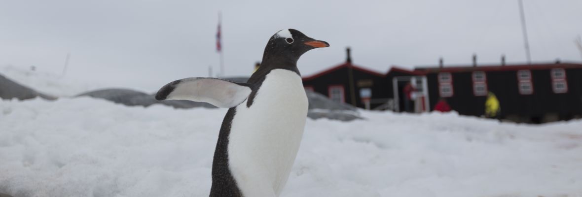 A Gentoo Penguin takes a stroll at a research station