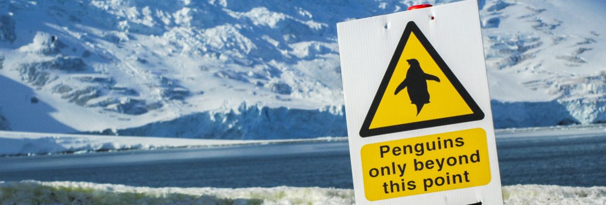 Only penguins allowed! Only penguins allowed!