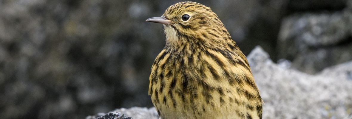 South Georgia pipit South Georgia pipit
