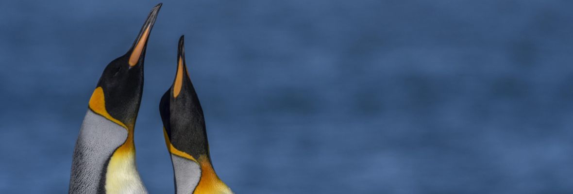 King penguins (South Georgia) King penguins (South Georgia)