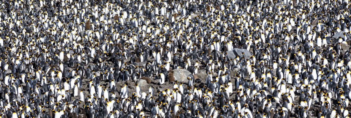 Colony of king penguins (South Georgia) Colony of king penguins (South Georgia)
