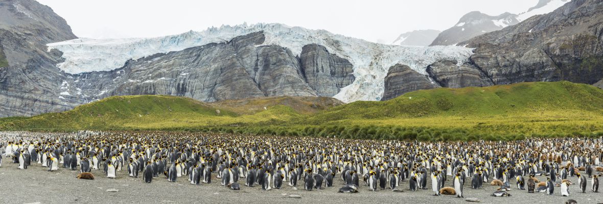 King Penguin colony King Penguin colony