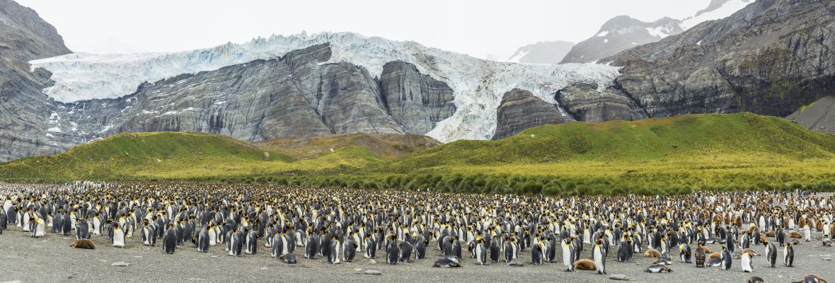 Gold Harbour, South Georgia