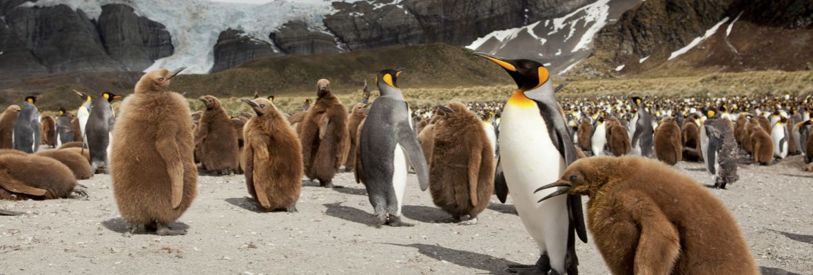 King Penguins and their chicks at Gold Harbour, South Georgia