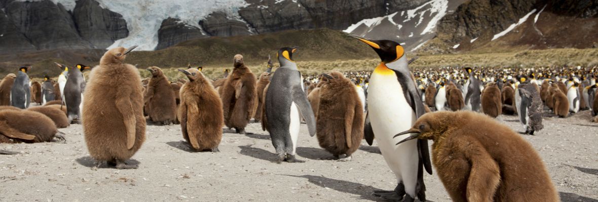 King Penguin adults and chicks at Gold Harbour, South Georgia