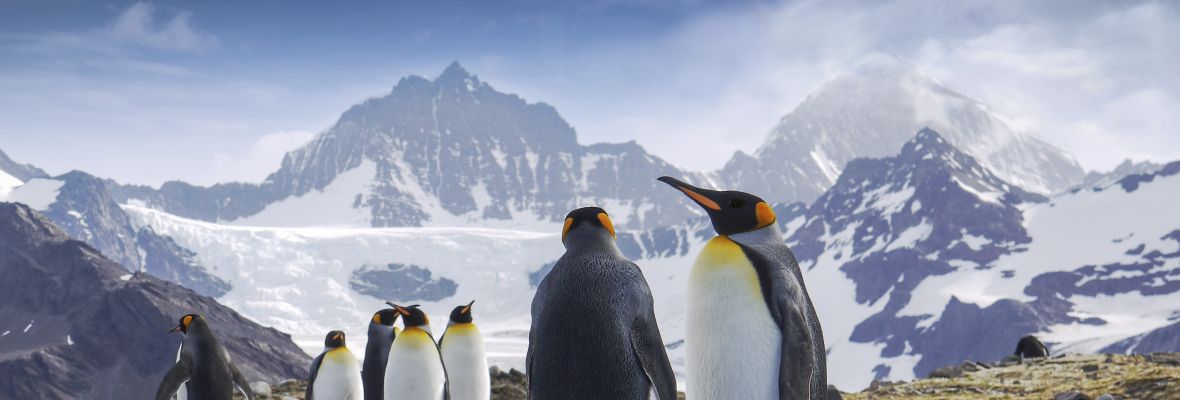 King Penguins on South Georgia