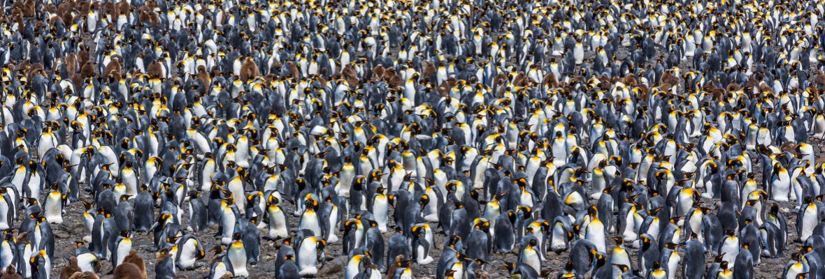 King Penguin colony on Salisbury Plain, South Georgia