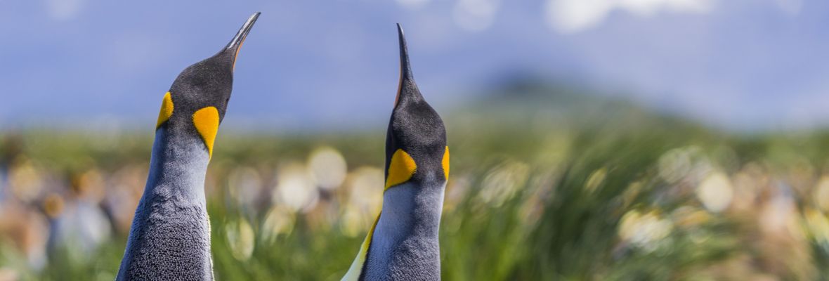 King Penguins on South Georgia