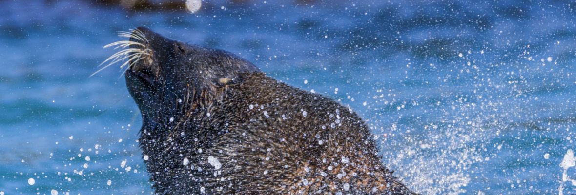 An Antarctic fur seal plays in the shallows An Antarctic fur seal plays in the shallows
