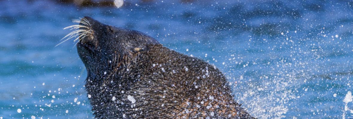 An Antarctic fur seal plays in the shallows