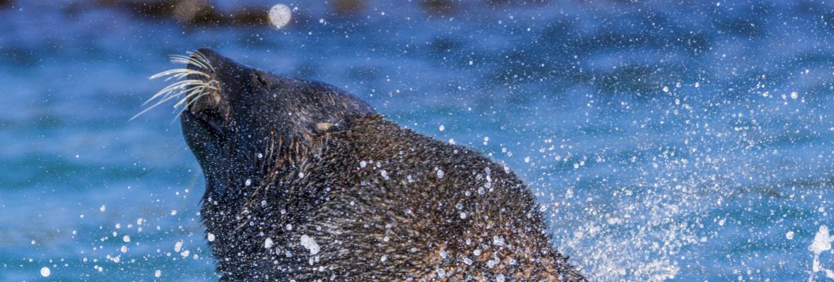 An Antarctic fur seal plays in the surf 