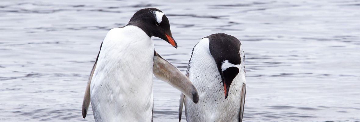 Gentoo Penguins preening at Deception Island 