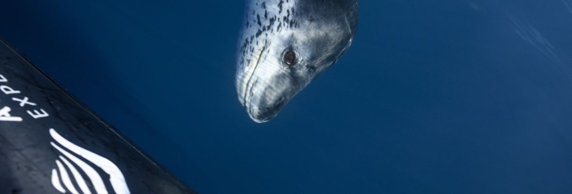 A curious leopard seal inspects a Zodiac 