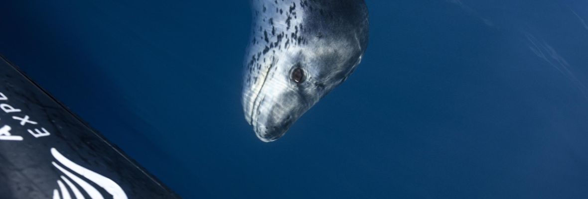 An inquisitive leopard seal inspects a Zodiac