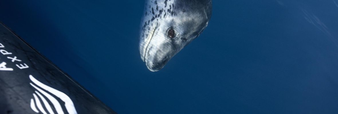 A leopard seal inspects our Zodiac A leopard seal inspects our Zodiac