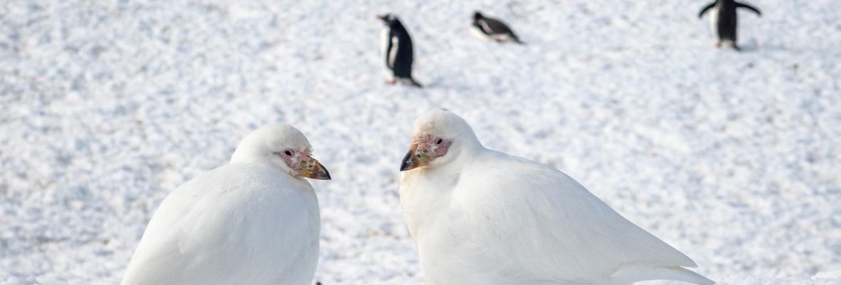 Snowy sheathbills Snowy sheathbills