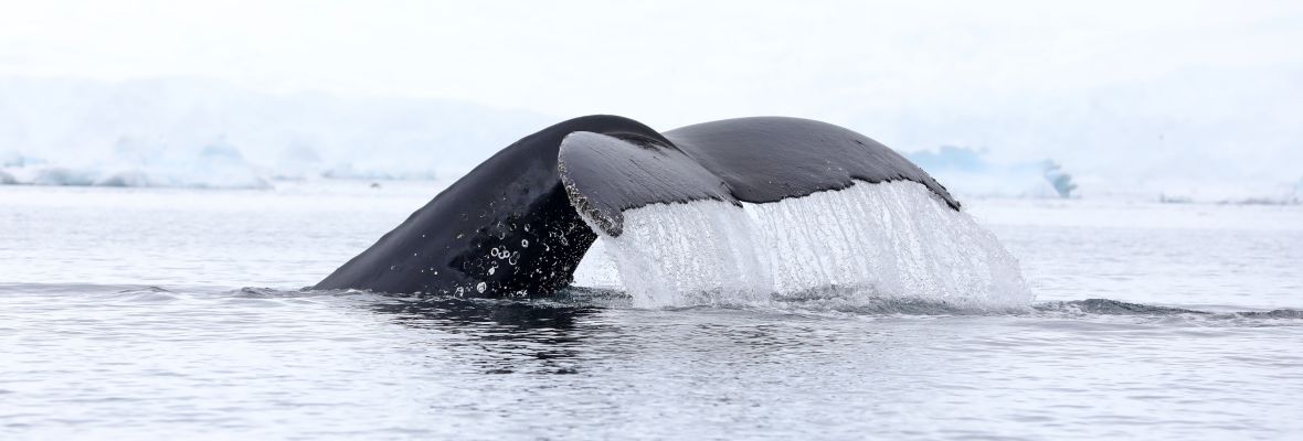 The fluke of the majestic humpback whale