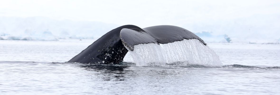 The fluke of the majestic humpback whale The fluke of the majestic humpback whale
