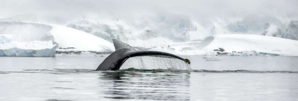 A humpback whale dives beneath the ice