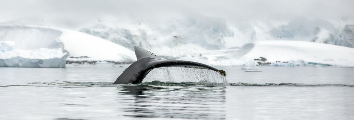 A humpback whale dives beneath the ice A humpback whale dives beneath the ice