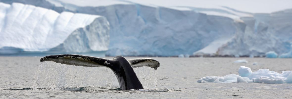 A humpback whale dives under the ice